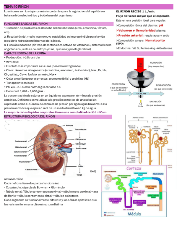 Miniatura del documento TEMA-10-RINON-imprimir.pdf