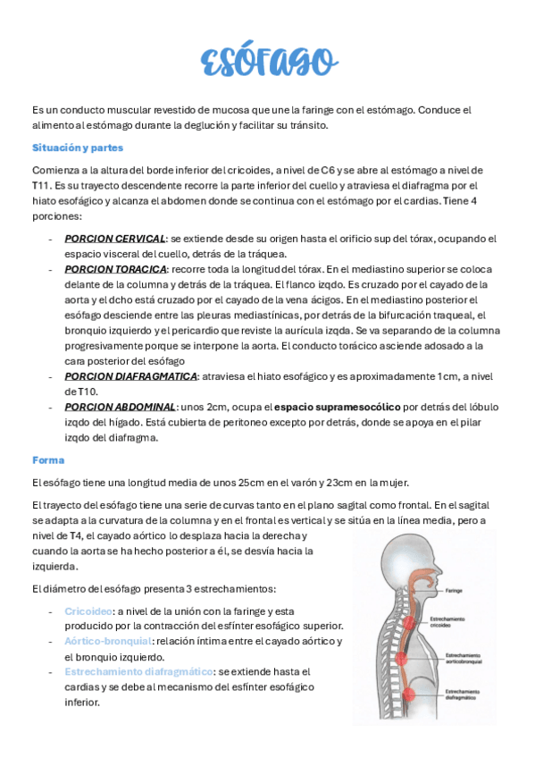 Miniatura del documento ESOFAGO.pdf