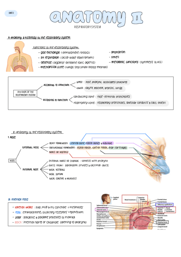 Miniatura del documento 2-RESPIRATORY-SYSTEM.pdf