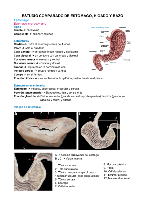 Miniatura del documento Estudio-comparado-de-estomago-higado-y-bazo.pdf