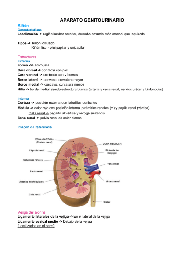 Miniatura del documento Aparato-genitourinario.pdf