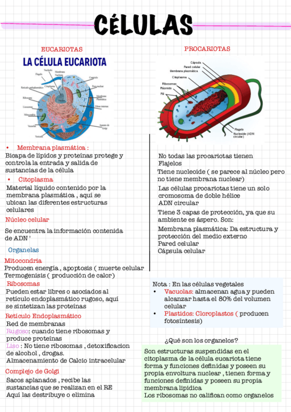 Miniatura del documento Nivel-de-Organizacion.pdf