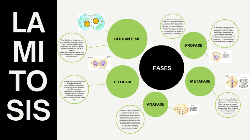 Miniatura del documento mitosis-mapa.pdf
