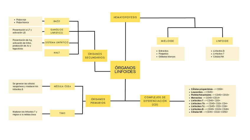 Miniatura del documento ORGANOS-LINFOIDES.pdf
