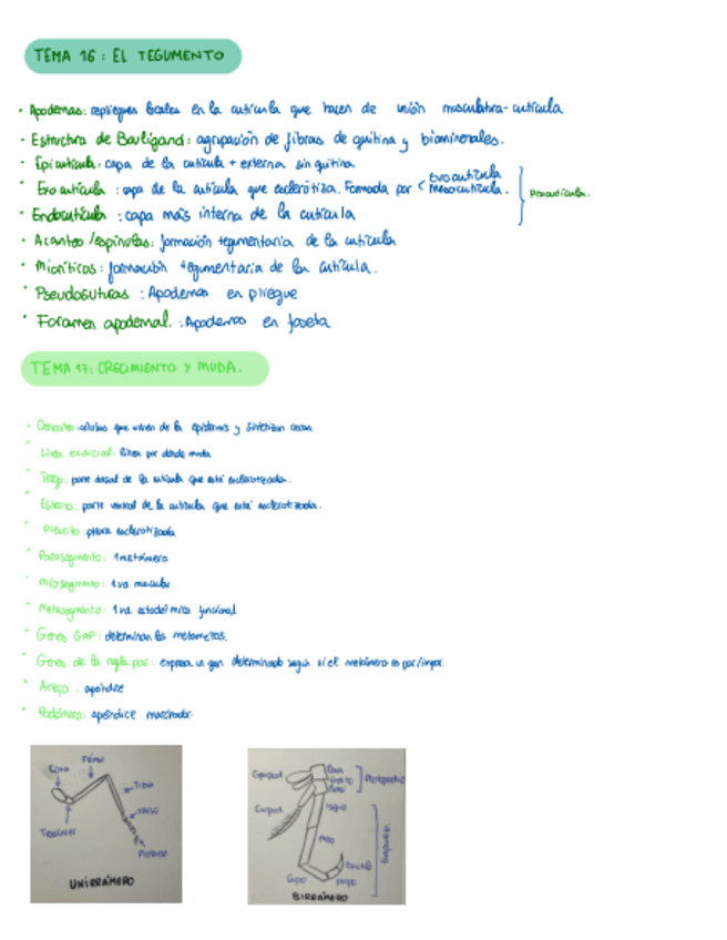 Miniatura del documento Voc-artropodos.pdf