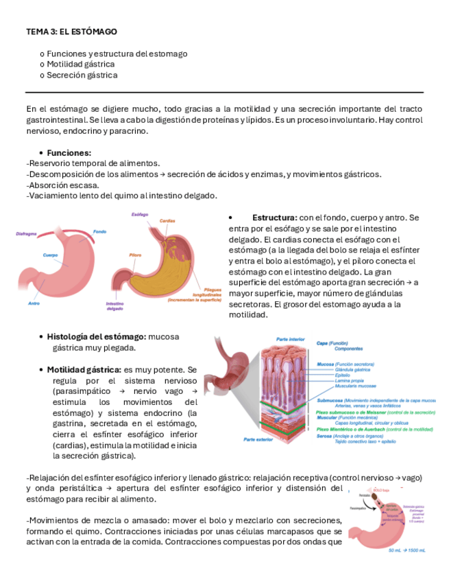 Miniatura del documento T.3-Sistema-digestivo.pdf