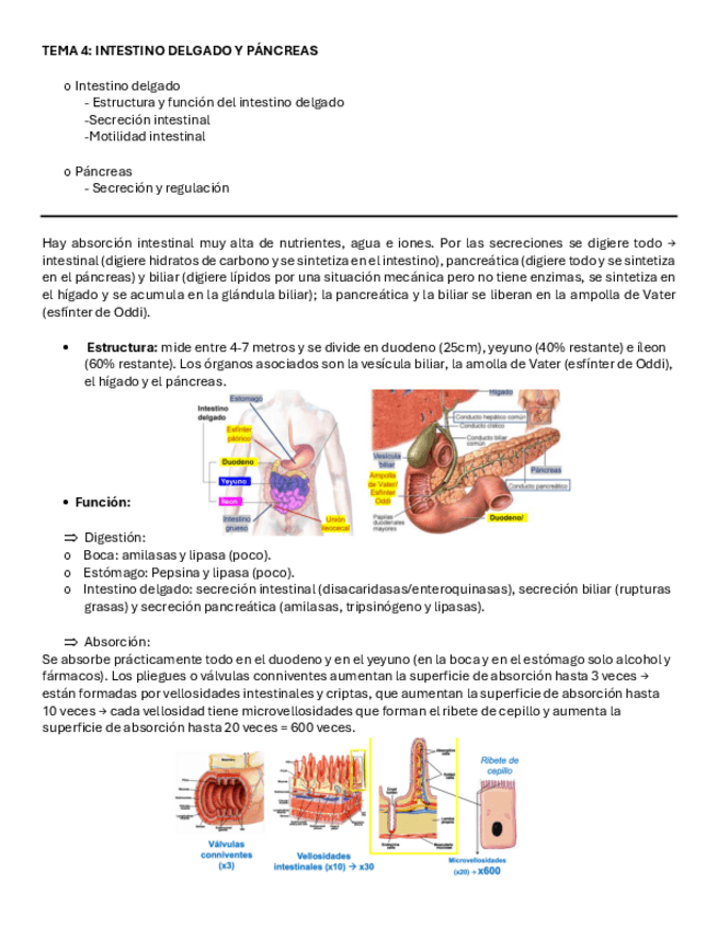 Miniatura del documento T.4-Sistema-digestivo.pdf