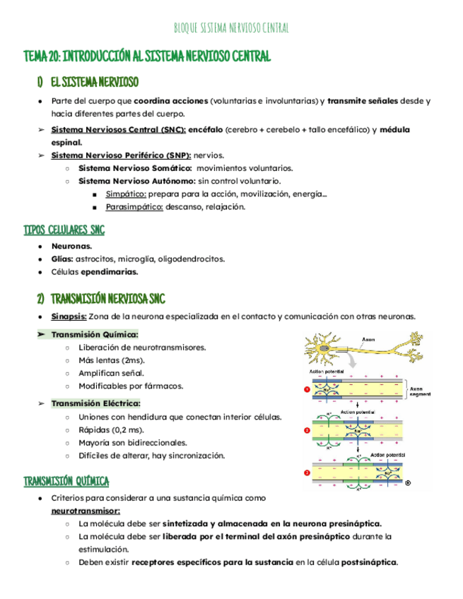 Miniatura del documento Temas 20-23: SNC.pdf