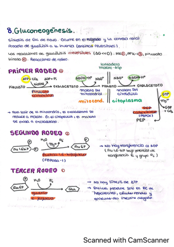 Miniatura del documento Tema-8.-Gluconeogenesis.pdf