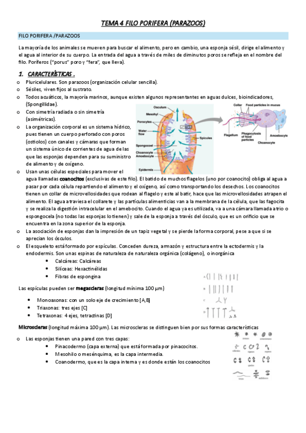 Miniatura del documento tema-4-Esponjas.pdf