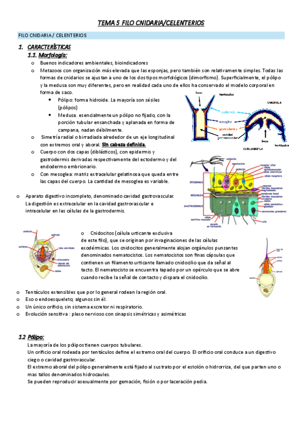 Miniatura del documento tema-5-Cnidarios.pdf