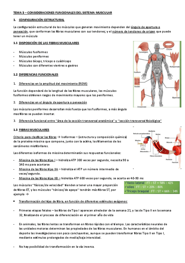 Miniatura del documento TEMA-3-KINESIOLOGIA.pdf