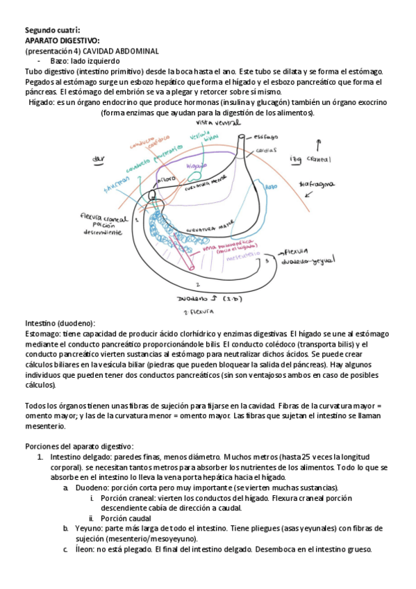 Miniatura del documento aparatos urogenital-y-digestivo.pdf