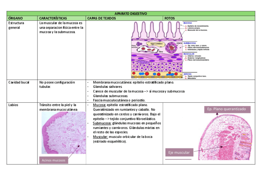 Miniatura del documento aparato-digestivo.pdf