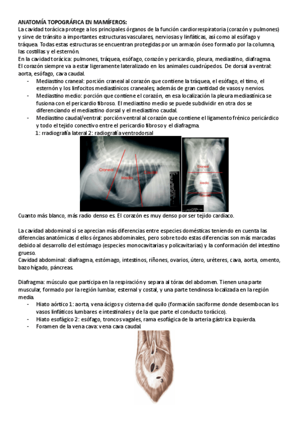 Miniatura del documento anatomia-topografica-en-mamiferos.pdf