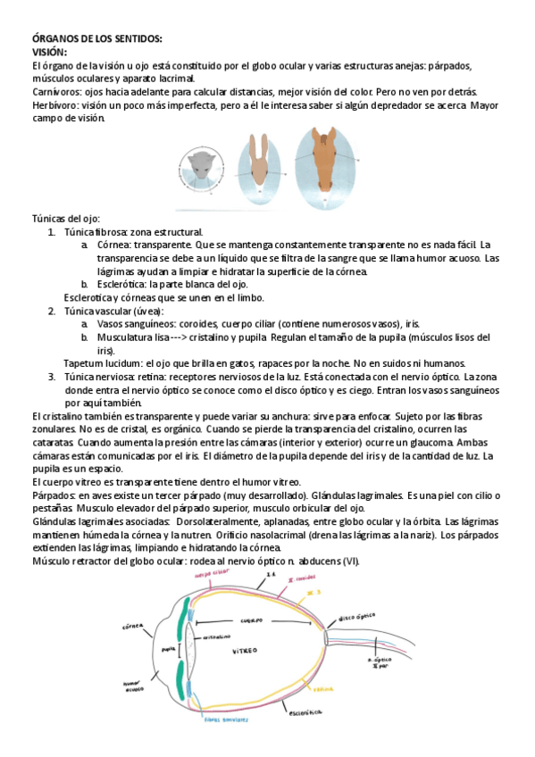 Miniatura del documento organos-de-los-sentidos-ojo-y-oido.pdf