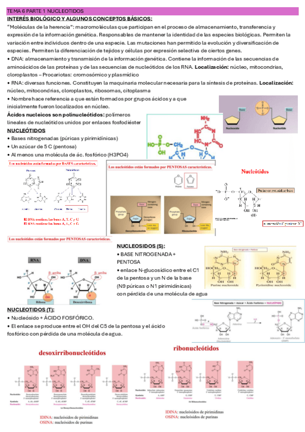 Miniatura del documento TEMA-6-PARTE-I-NUCLEOTIDOS-IMPRIMIR.pdf