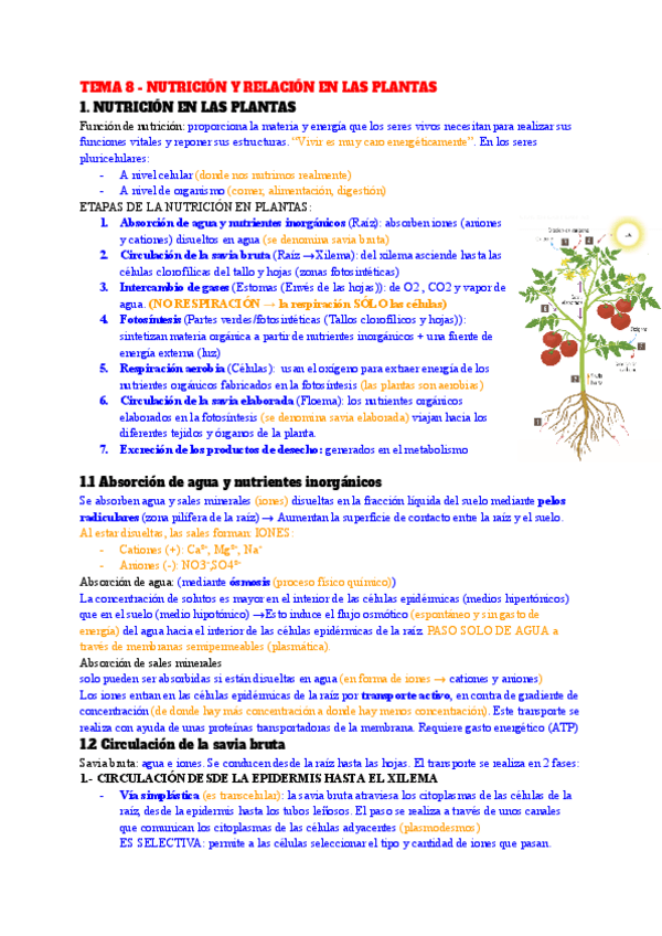 Miniatura del documento TEMA-8-NUTRICION-Y-RELACION-EN-LAS-PLANTAS.pdf