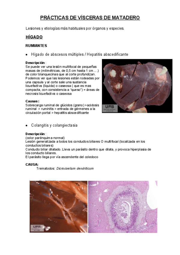 Miniatura del documento EXAMEN-PRACTICO-RECOPILACION-DE-TODAS-LAS-VISCERAS.pdf