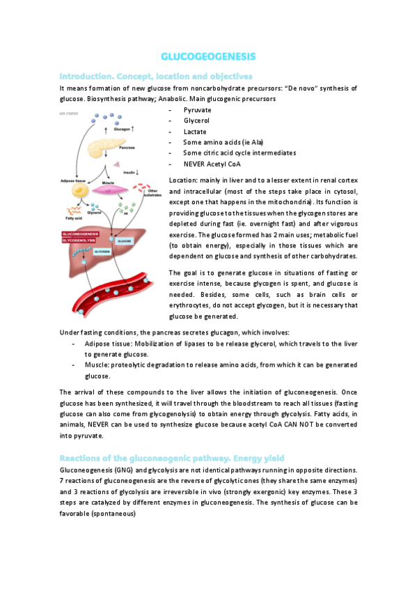 Miniatura del documento 4.GLUCOGEOGENESIS.pdf
