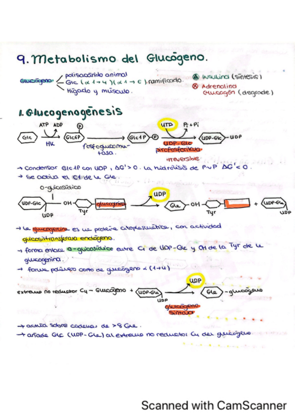 Miniatura del documento Tema-9.-Metabolismo-del-Glucogeno.pdf