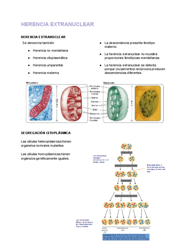 Miniatura del documento TEMA 4 (Genética).pdf