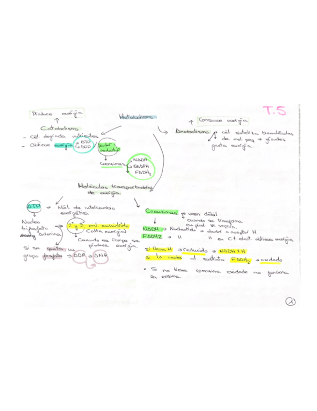 Miniatura del documento tema-5-introduccion-al-metabolismo.pdf