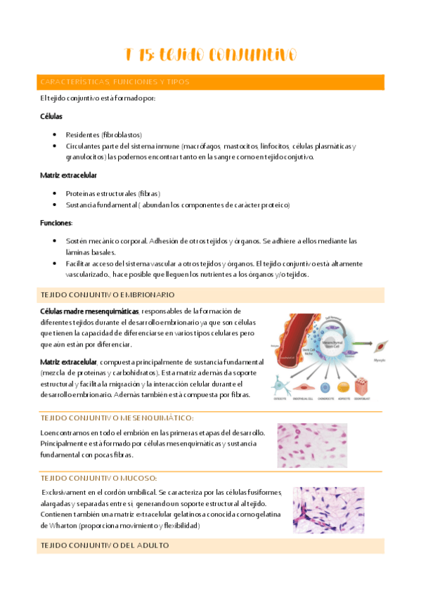 Miniatura del documento T-15-tejido-conectivo.pdf