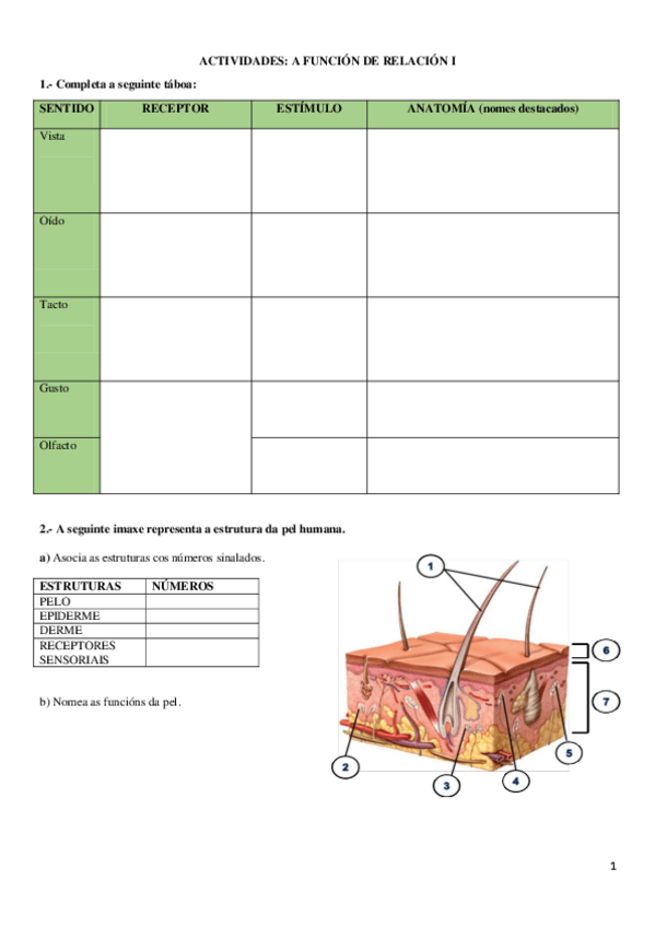 Miniatura del documento ACTIVIDADES-ORGANOS-SENTIDOS.pdf