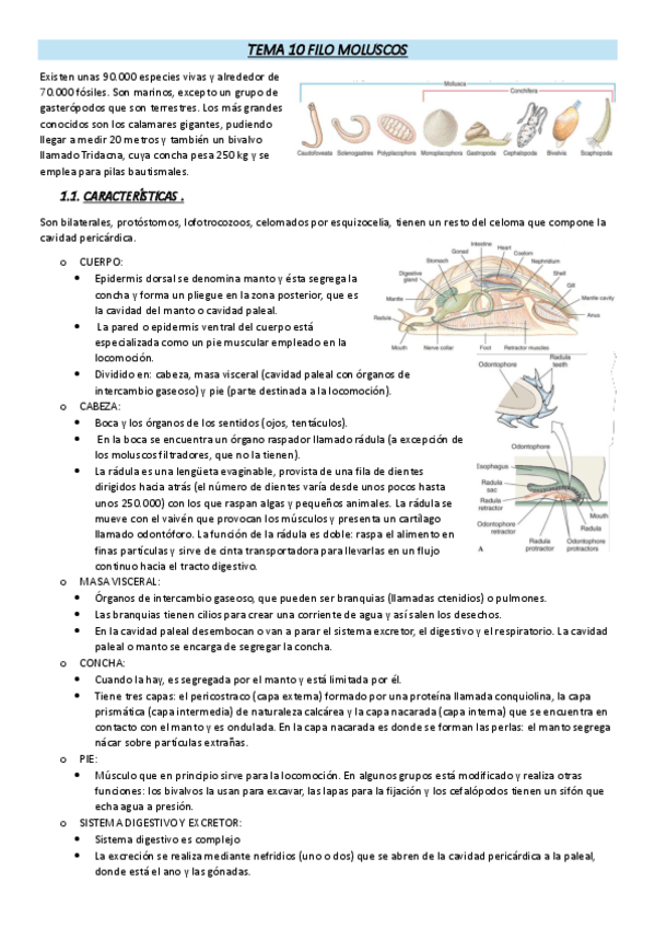 Miniatura del documento TEMA-10-FILO-MOLUSCOS.pdf