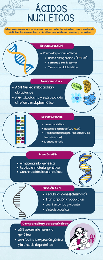 Miniatura del documento Infografia-acidos-nucleicos.pdf