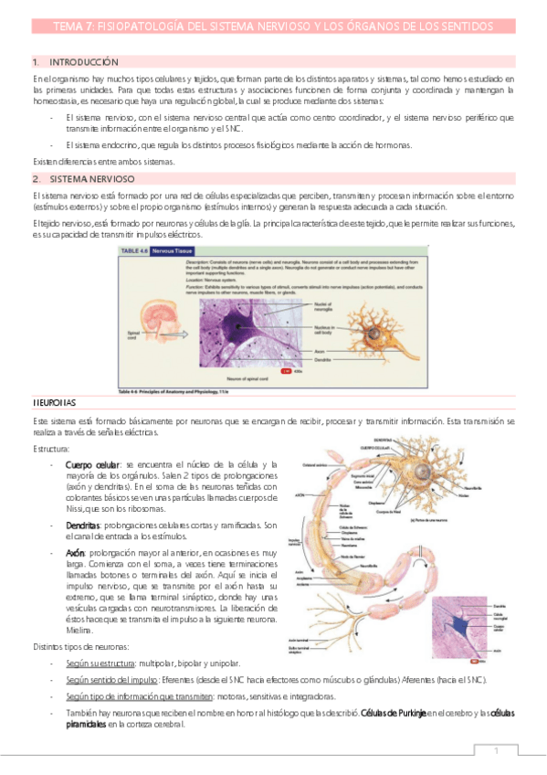 Miniatura del documento T7 Fisiopatología-del-sistema-nervioso.pdf