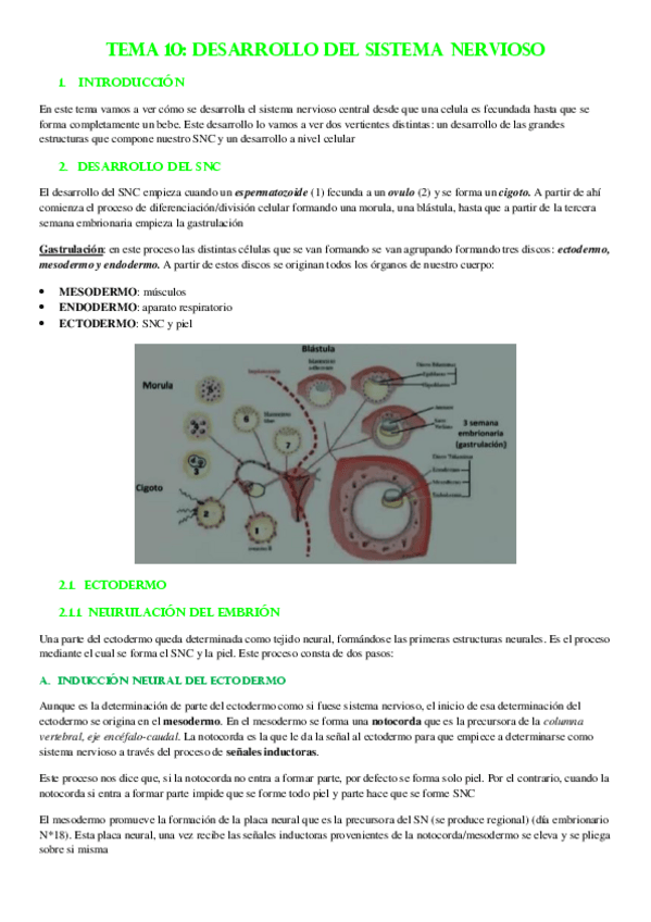 Miniatura del documento TEMA-10-DESARROLLO-DEL-SISTEMA-NERVIOSO.pdf