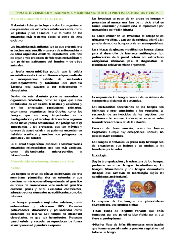 Miniatura del documento Tema 5 microbiología, Diversidad y taxonomía microbiana, parte 2: protistas, hongos y virus.pdf