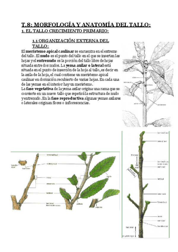 Miniatura del documento apuntes-parcial-2.pdf