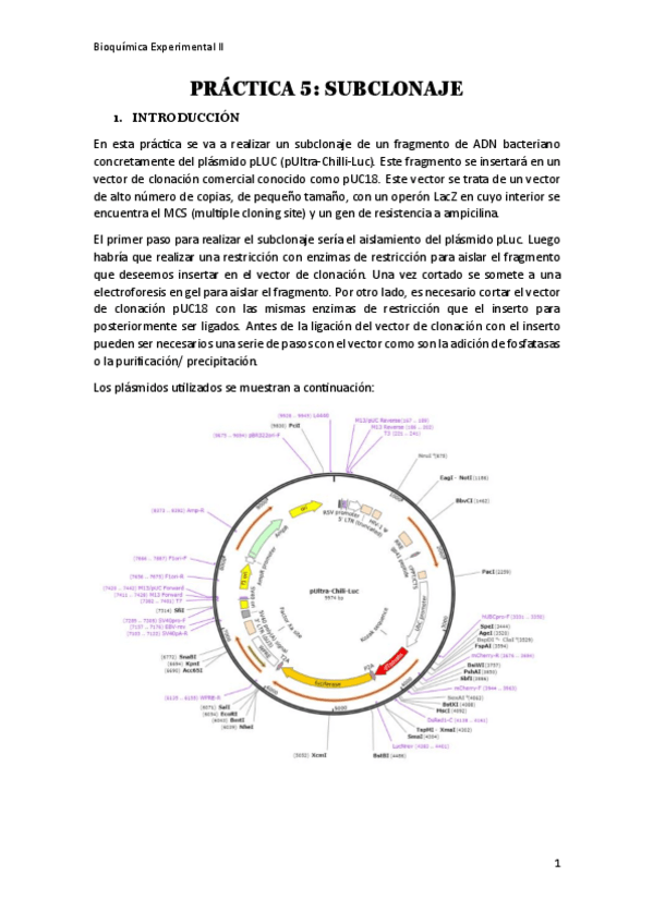 Miniatura del documento PRACTICA5subclonaje-BQEXPERIMENTALII.pdf