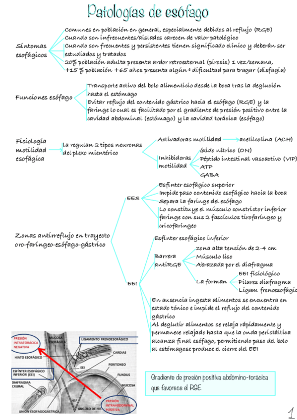 Miniatura del documento Patologias-de-esofago-2.pdf