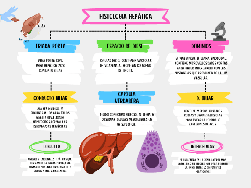 Miniatura del documento Mapa-conceptual-histologia-hepatica.pdf