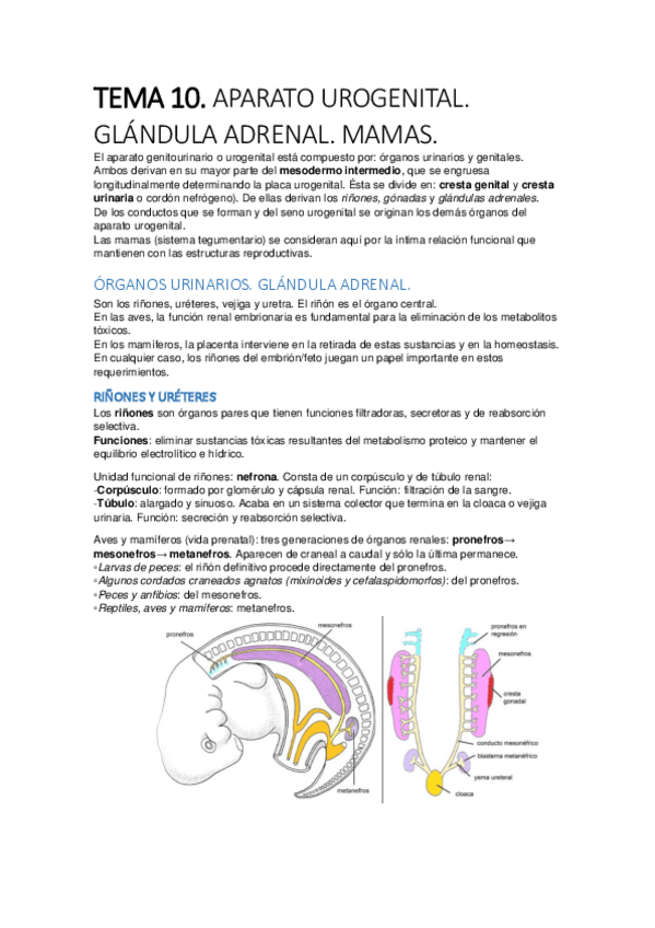 Miniatura del documento tema 10.pdf