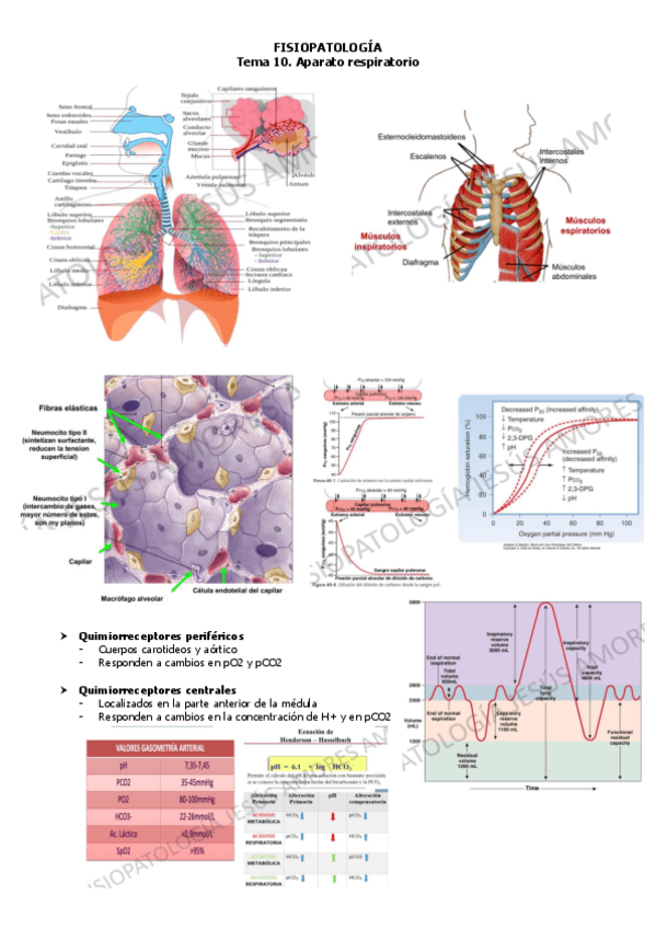 Miniatura del documento FISIOPATOLOGIA-NEUMO-enf-sandra.pdf