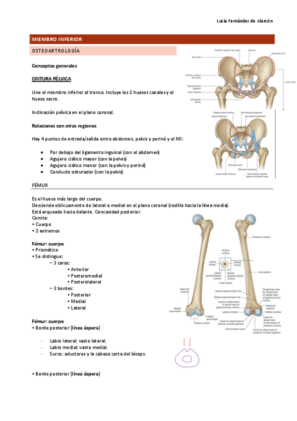 Miniatura del documento MMII-osteologia (ANATO II).pdf