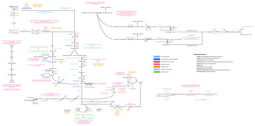 Miniatura del documento Esquema-completo-metabolismo.pdf