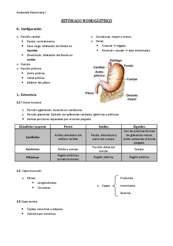 Miniatura del documento Estómago monogástrico.pdf