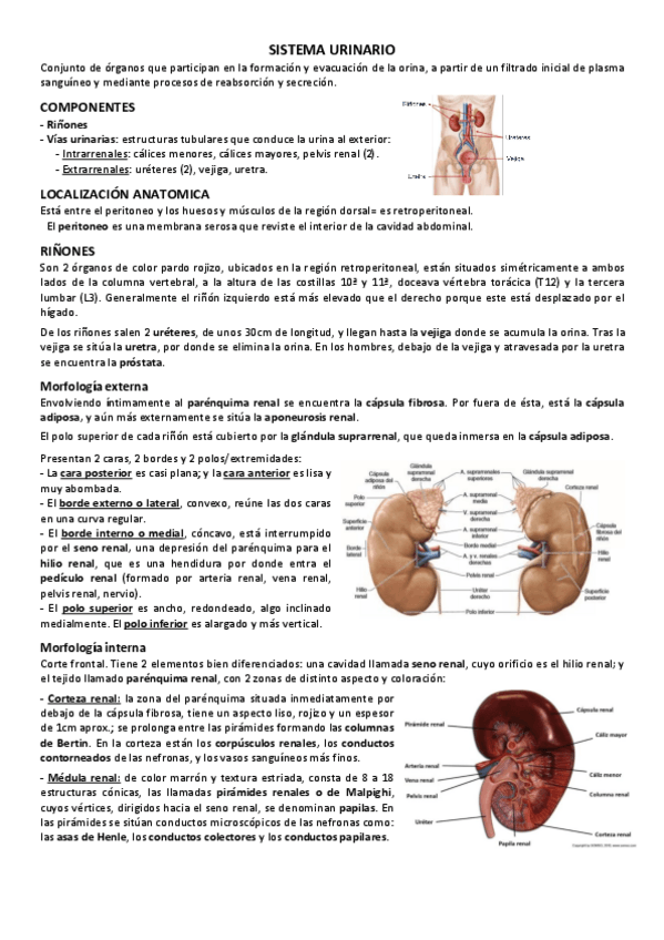 Miniatura del documento 3.-Sistema-Renal.pdf