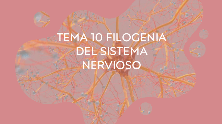 Miniatura del documento TEMA-10-FILOGENIA-DEL-SISTEMA-NERVIOSO-psicobiologia.pdf