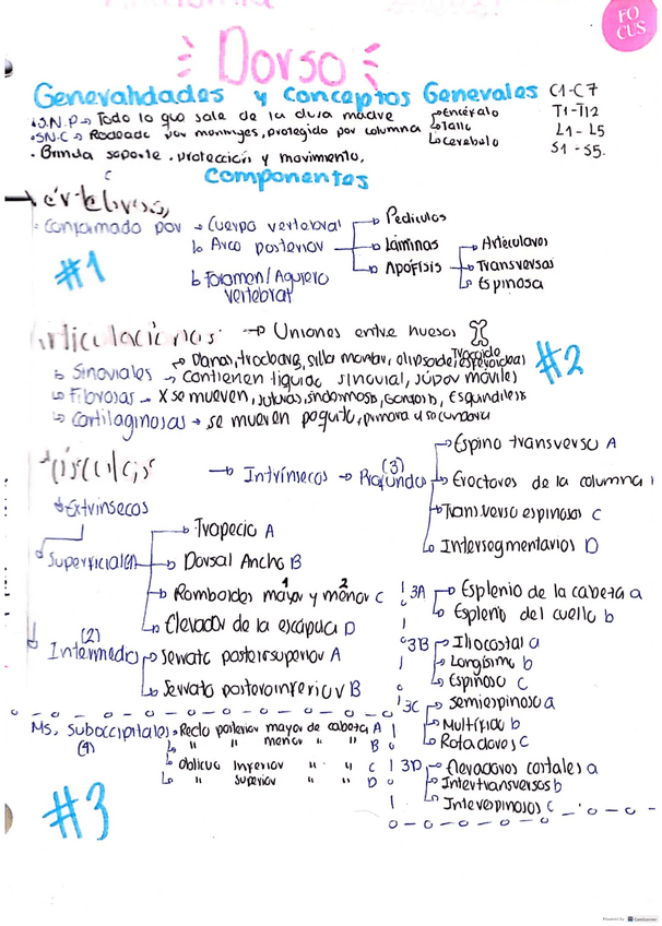 Miniatura del documento Anatomia-Dorso-.pdf