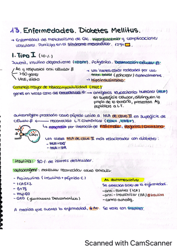 Miniatura del documento Tema-13.-Diabetes-Mellitus.pdf