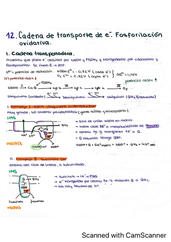 Miniatura del documento Tema-12.-Cadena-transportadora-de-electrones-y-fosforilacion-oxidativa.pdf