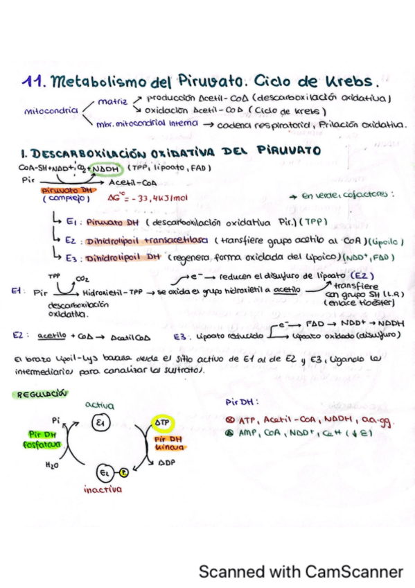 Miniatura del documento Tema-11.-Descarboxilacion-oxidativa-del-piruvato-y-Ciclo-de-Krebs.pdf