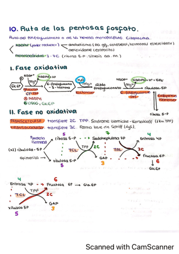 Miniatura del documento Tema-10.-Ruta-de-las-pentosas-fosfato.pdf